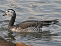 Barnacle Goose x Ross's Goose hybrid